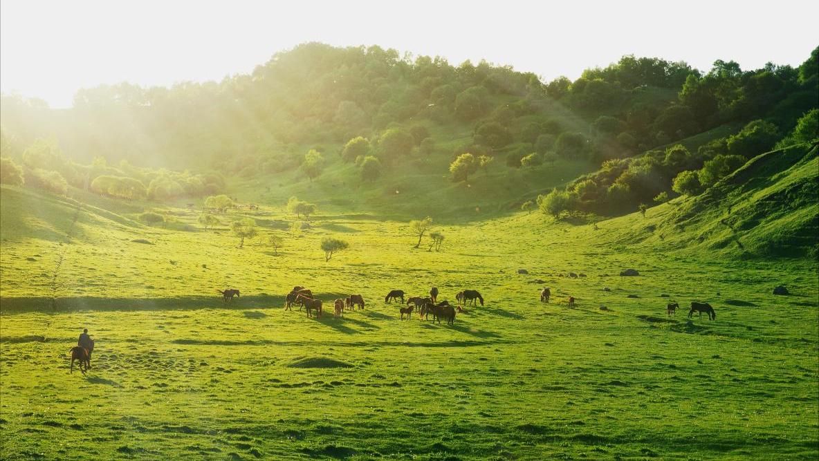 关山牧场，自然与人文的和谐交响，关山牧场，自然与人文的和谐乐章