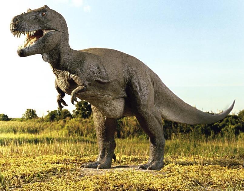 恐龙世界,神秘而引人入胜的史前生物,恐龙世界,神秘史前生物的迷人魅力