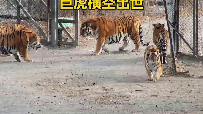 中国一号巨虎，一位传奇人物的探索与解析，中国一号巨虎，传奇人物的探索历程与深度解析