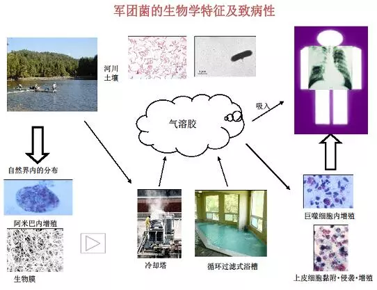 集团菌，揭示神秘微生物的奥秘，集团菌揭秘，探寻神秘微生物的奥秘