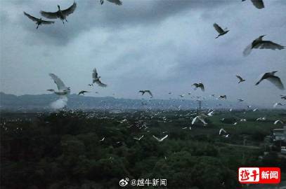 娥鸟战争最新新闻，全球关注的焦点与未来的展望，娥鸟战争最新动态，全球关注焦点与未来展望