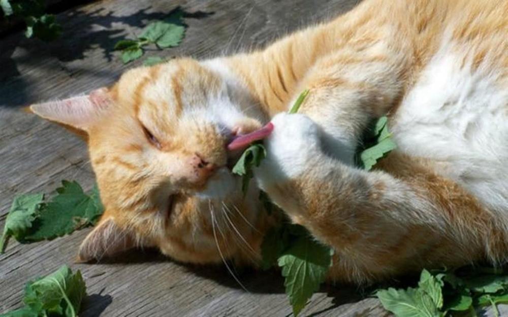 鼎盛军事论坛中的独特声音，吃薄荷的猫，鼎盛军事论坛独特声音，吃薄荷的猫观察分析军事动态