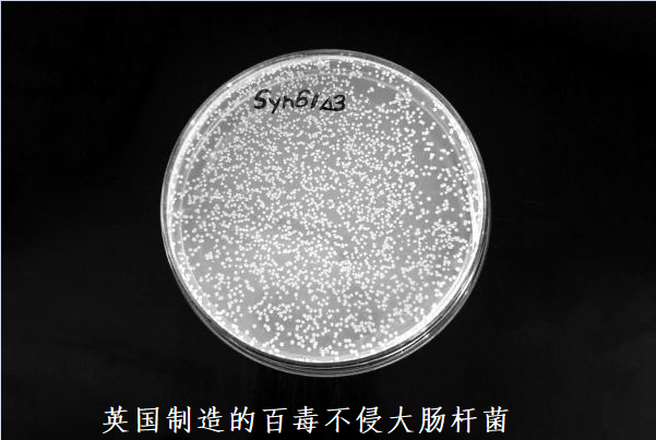 集团菌是什么，集团菌，概念解析与特性探讨