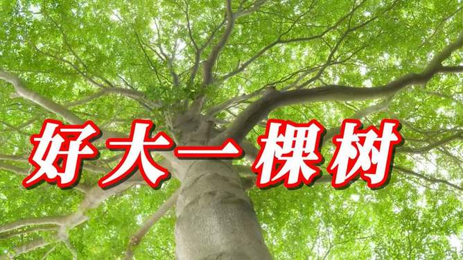 他是好大一棵树，他，一棵高大的树