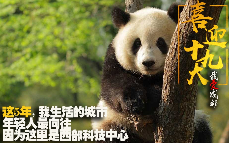 熊猫滚滚看世界2022，一场跨越文化与自然的奇妙之旅，熊猫滚滚看世界之旅，跨越文化与自然的奇妙探险之旅（2022）