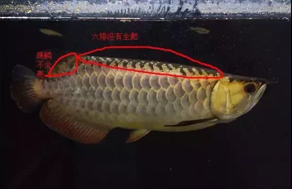 武吉美拉B级过背金龙价格分析，武吉美拉B级过背金龙价格解析与趋势预测